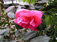 Camellia Japonica cv. Drama Girl (fam Theacees) (0) (Photo F. Mrugala)